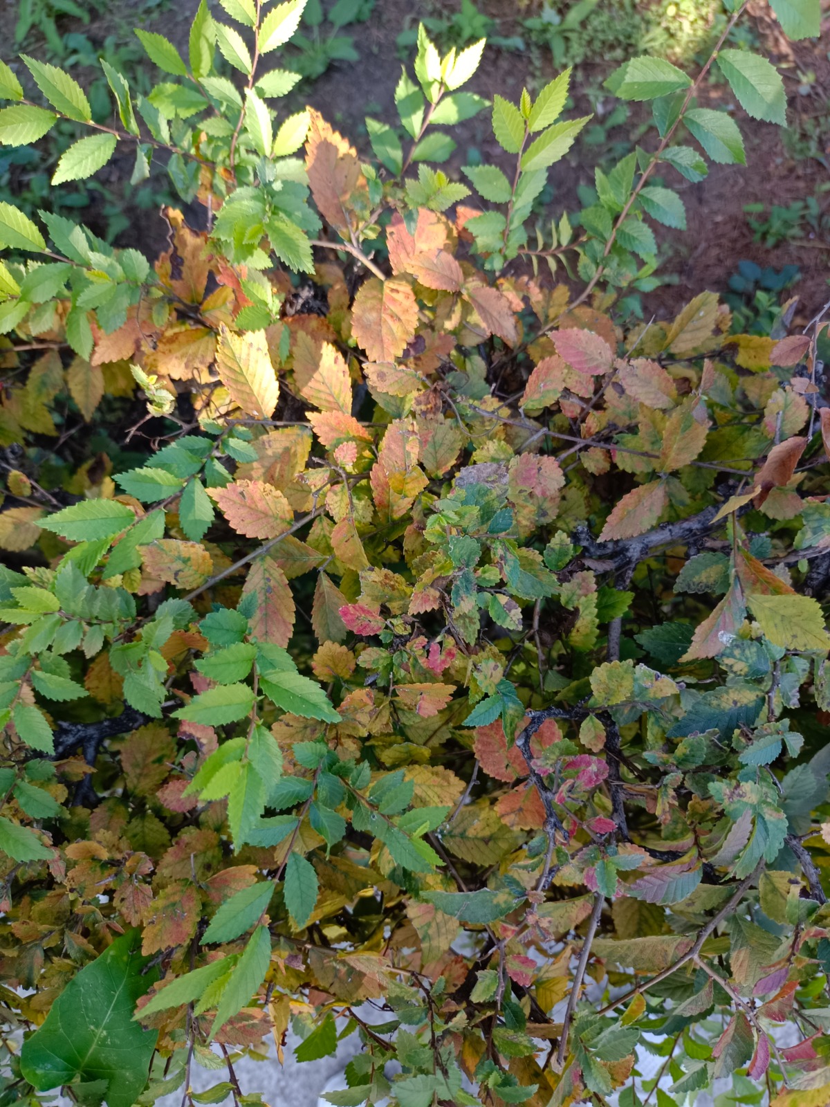 IMG_20210908_093951.jpg