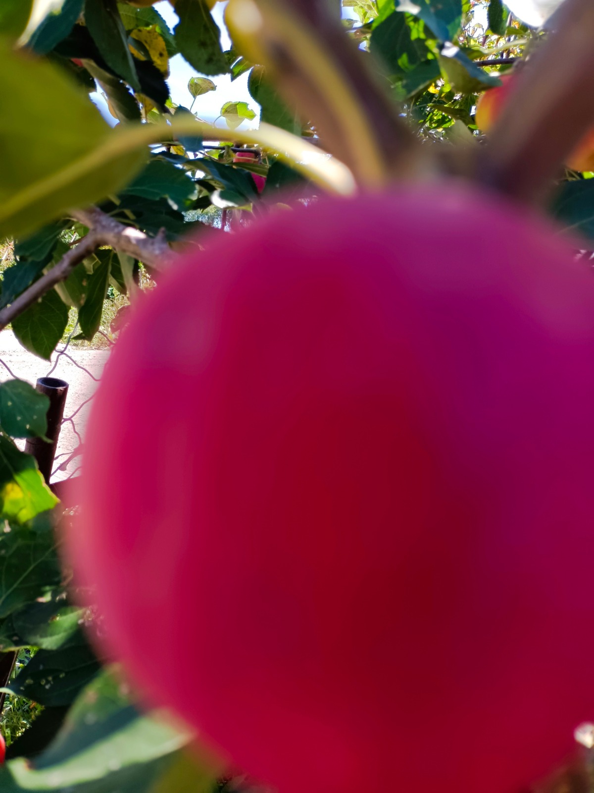 IMG_20220828_100314.jpg