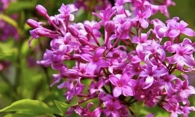 8B80FA43-9A0F-4514-B2A7-D6A5C0BF359A.jpeg
