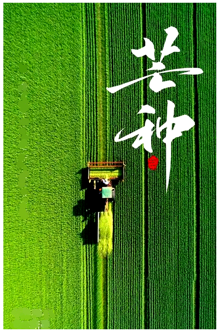260605-芒种.jpg