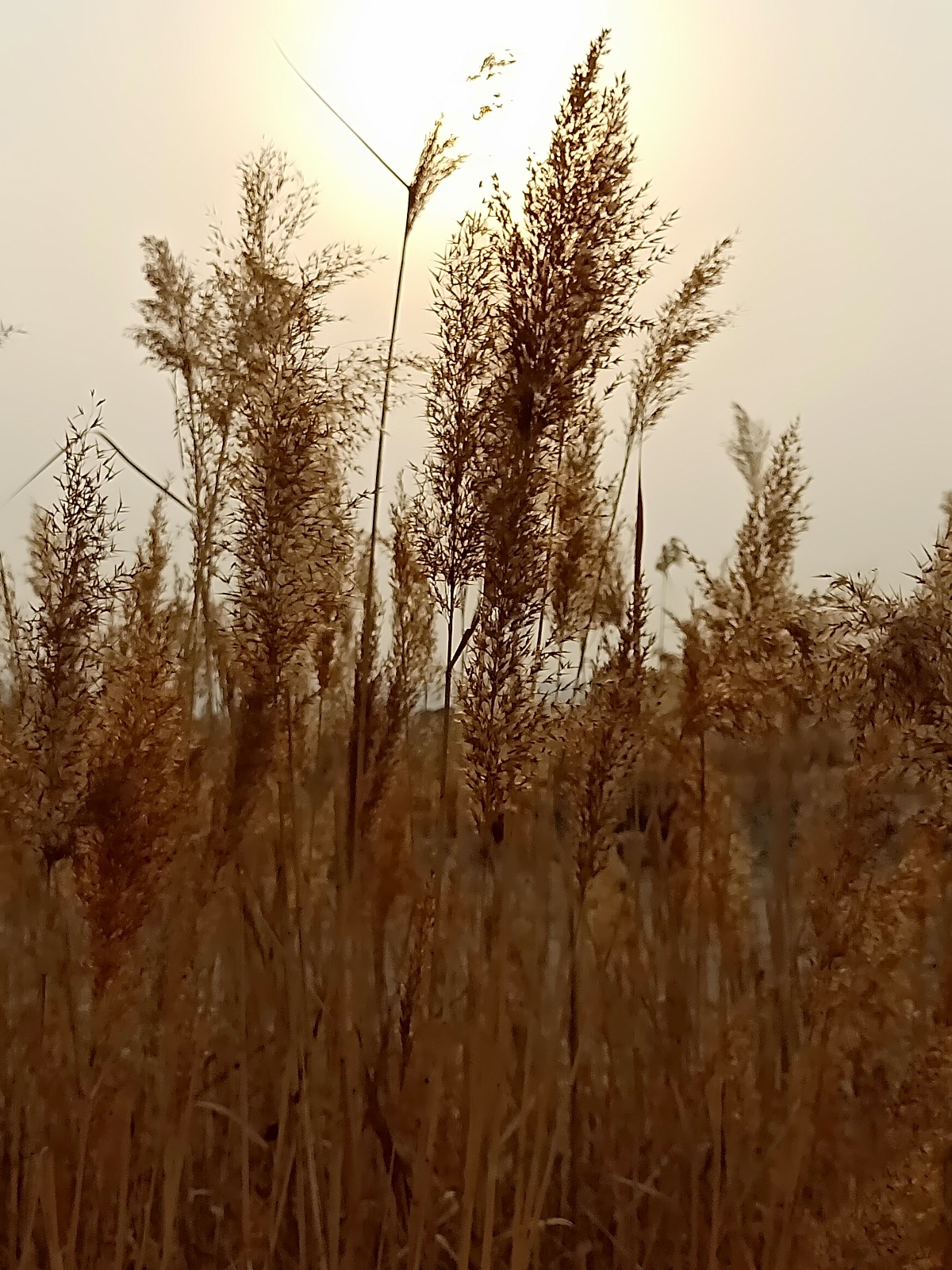 IMG20181130150453.jpg