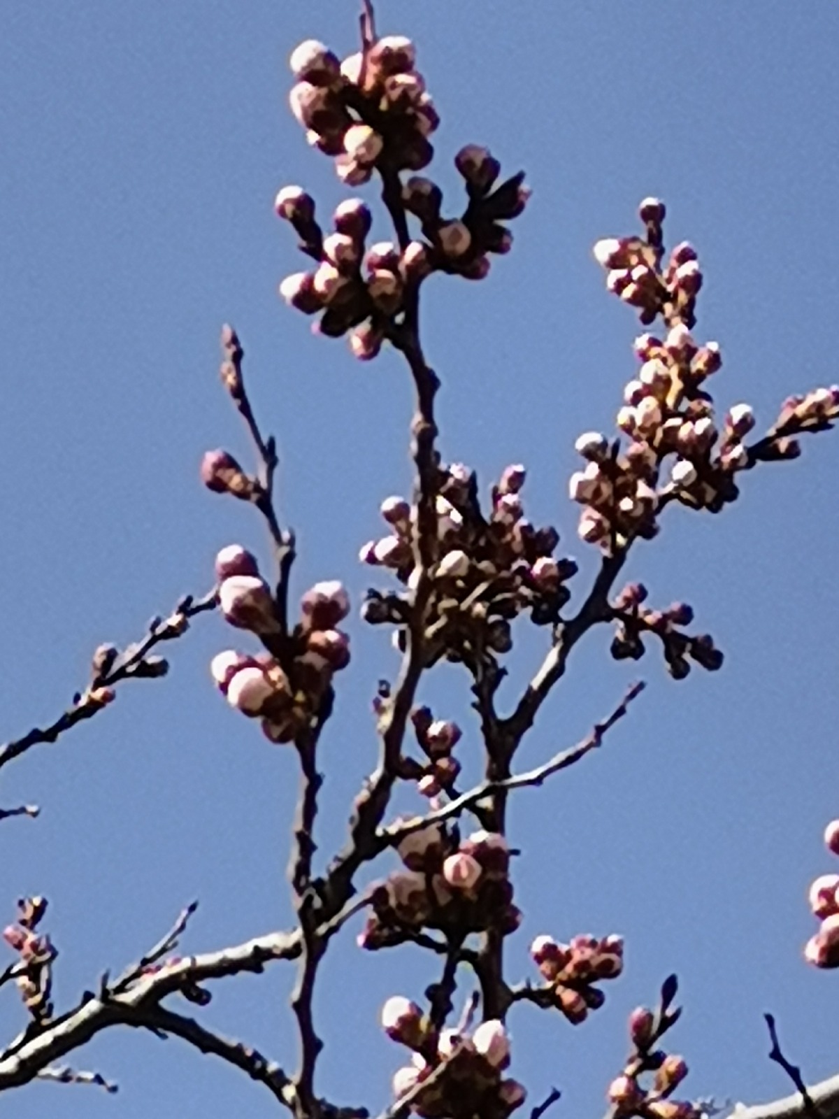 IMG_20200406_165752.jpg
