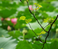 在雨中