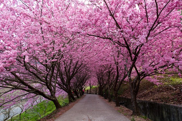 黄莺:走在五月鲜花的小路上