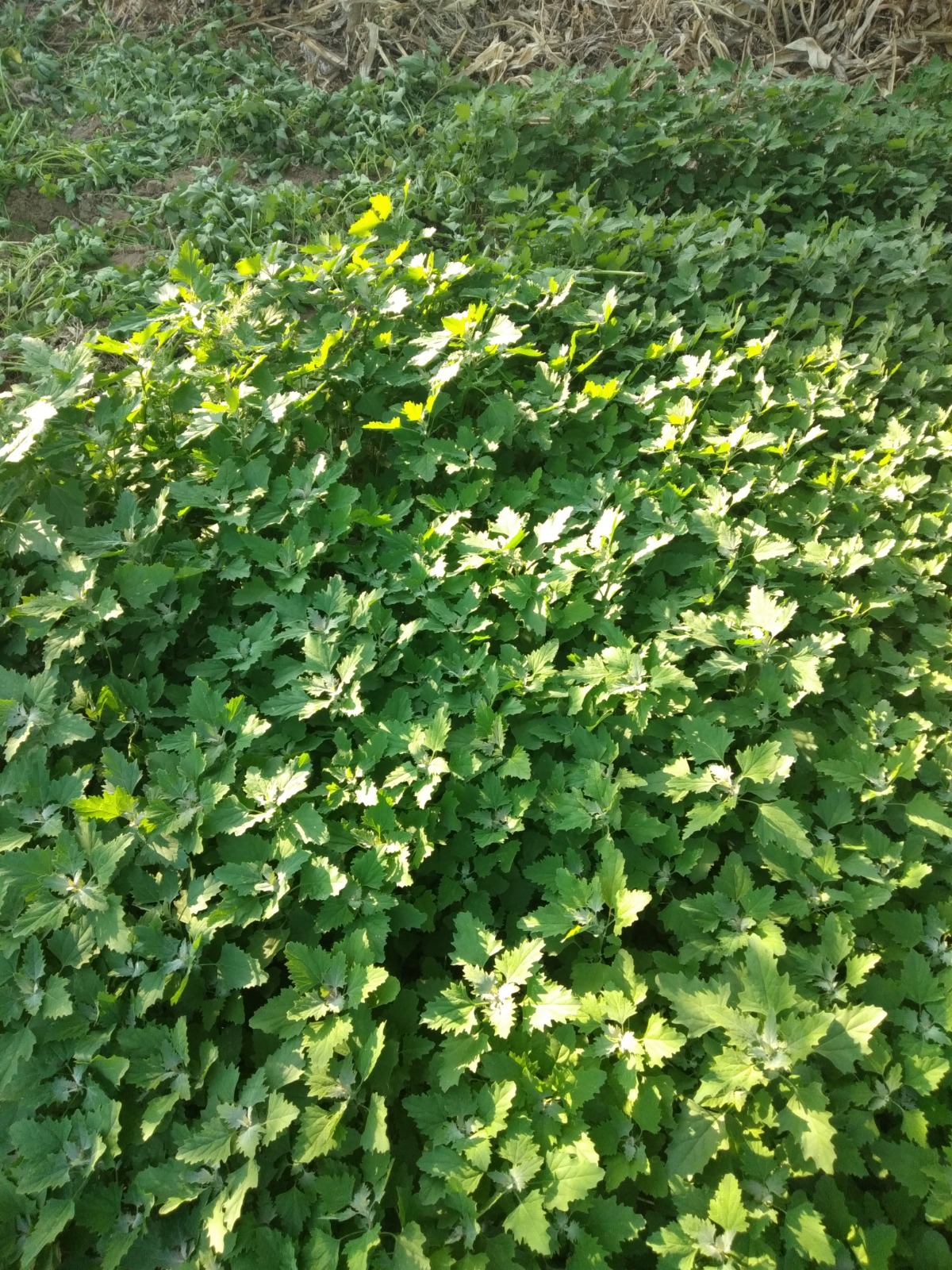 IMG20200605174941.jpg