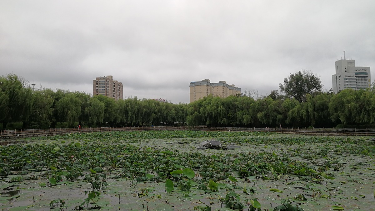 IMG_20200819_160111.jpg