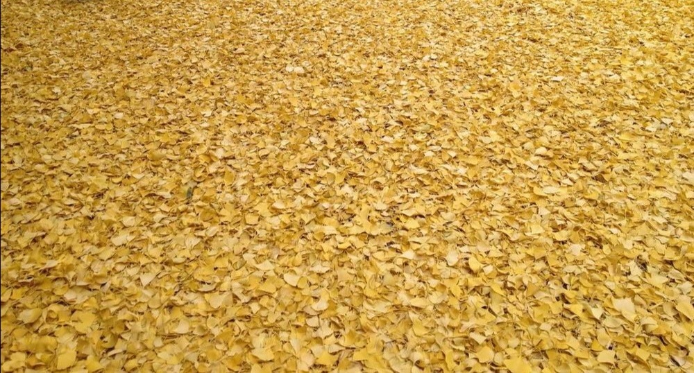 IMG_20201003_201347.jpg