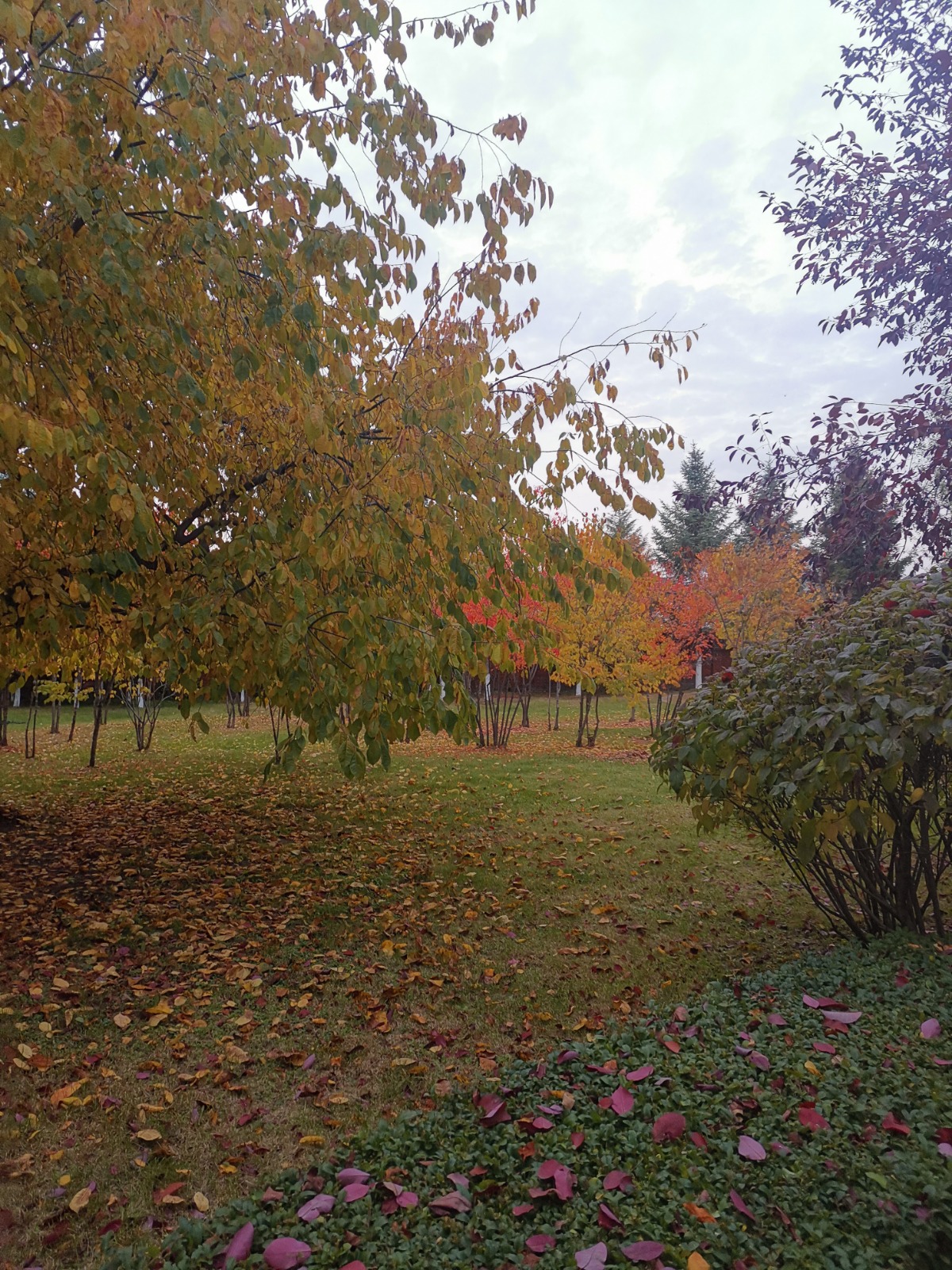 IMG_20201011_163151.jpg