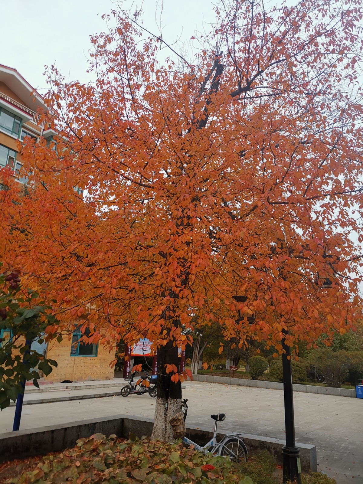 IMG_20201011_163055.jpg