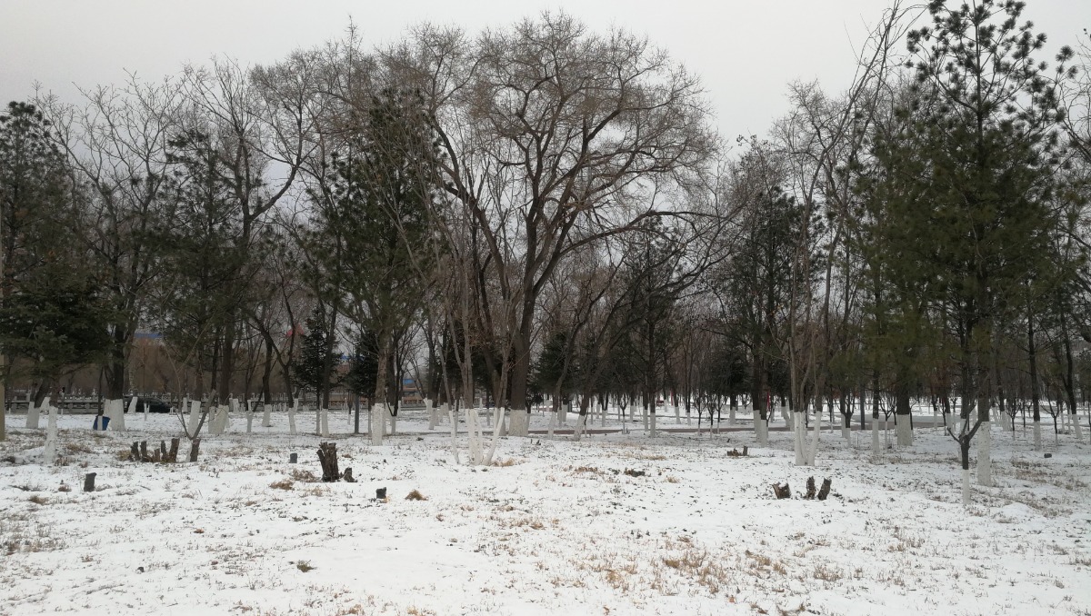 IMG_20201125_151132.jpg