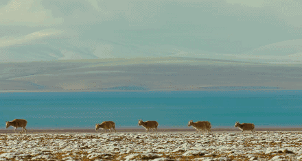 62BBF60E-70CC-4552-954C-BBC99C40CAE7.gif