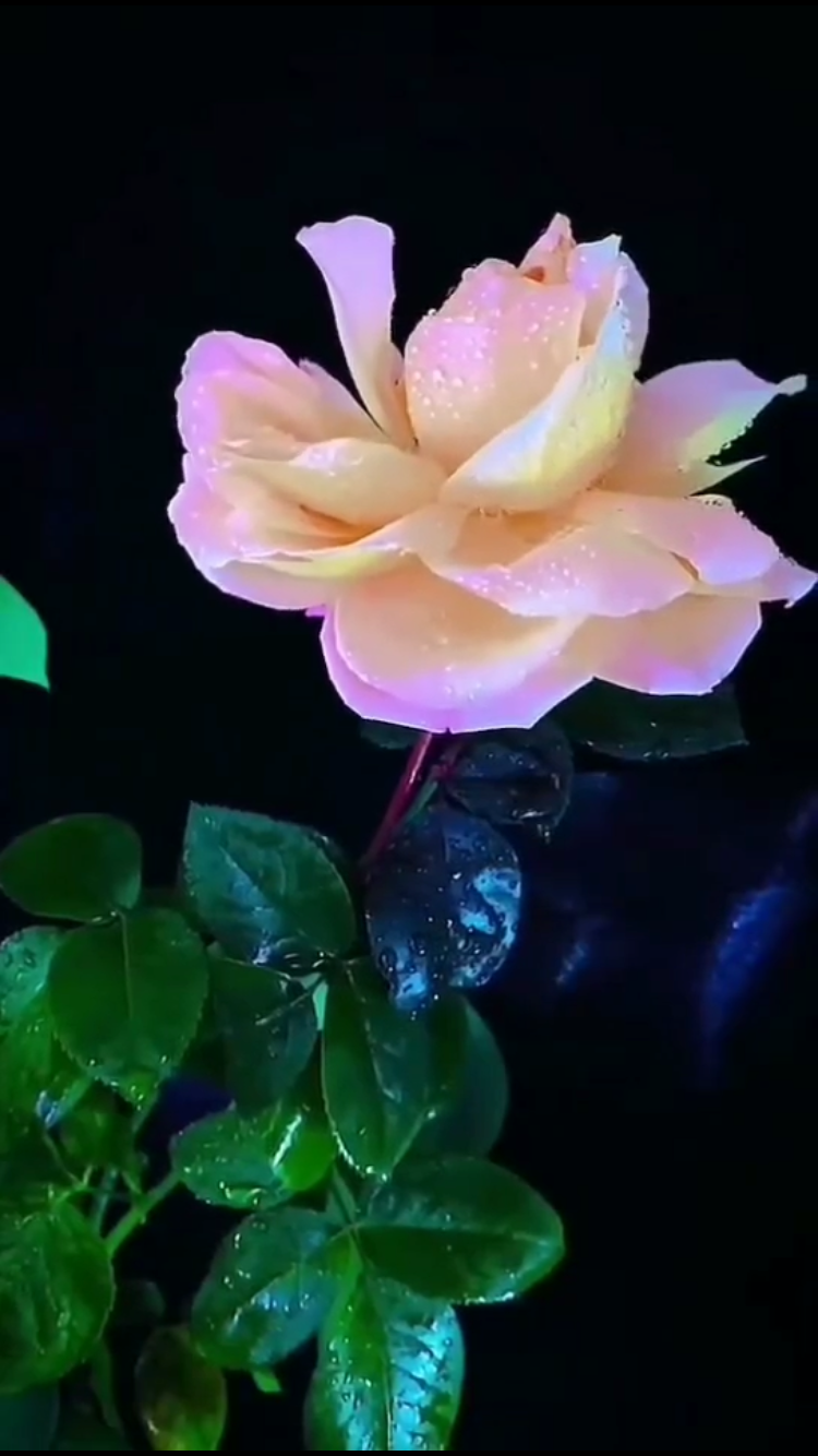 F0F05015-3ADD-4291-A5F4-BDCA25A72D09.png