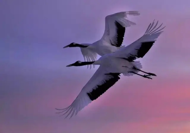u=1331488108,2170074019&amp;fm=253&amp;fmt=auto&amp;app=138&amp;f=JPEG.webp.jpg