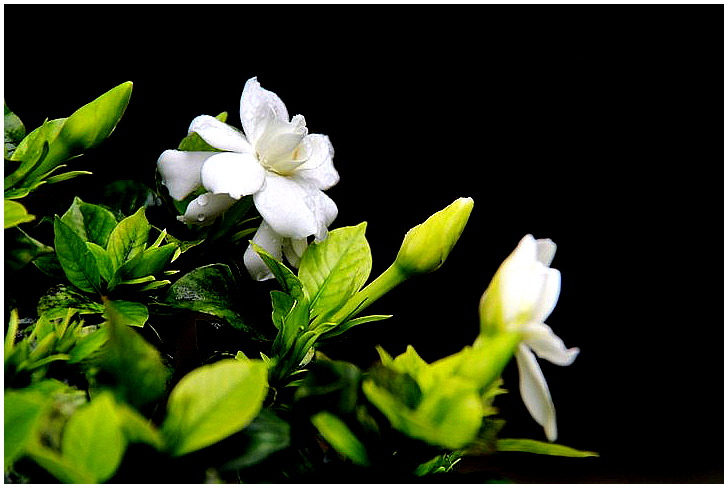 240729-栀子花语.jpg