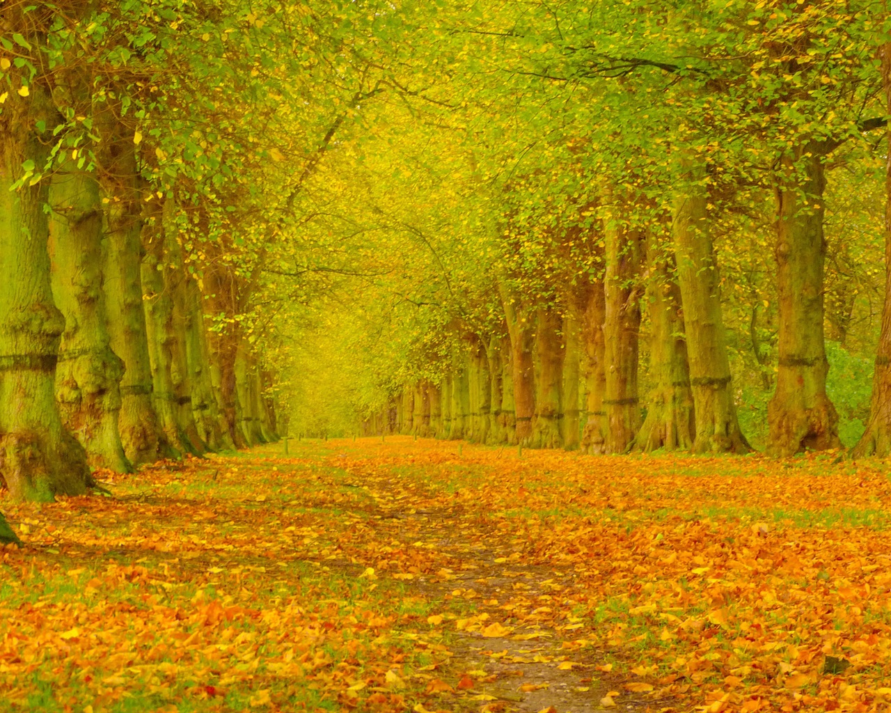 Autumn-trees-leaves-alley_1280x1024.jpg