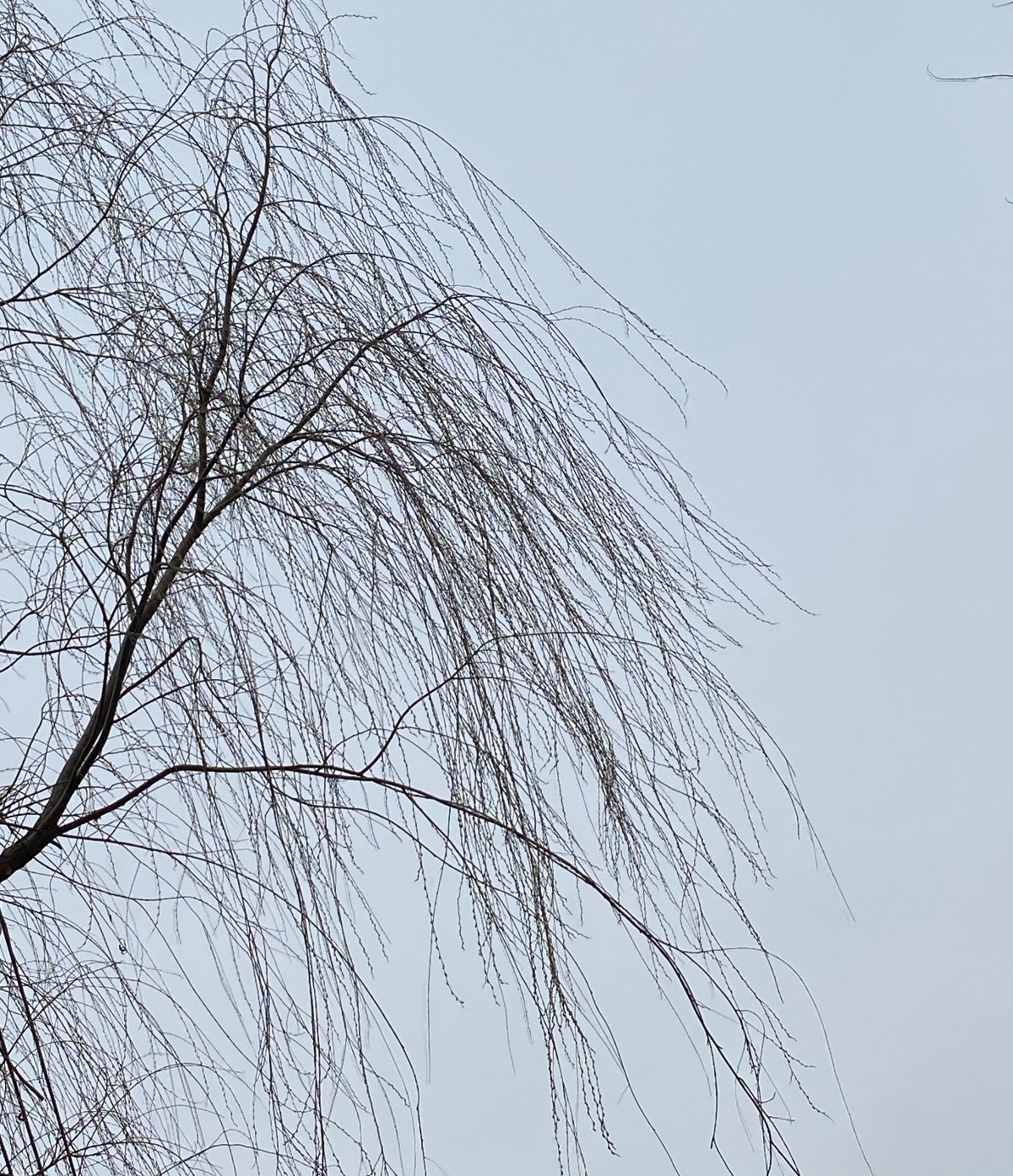 BB184EF6-039B-4F43-AA90-75D97454EC52.jpeg