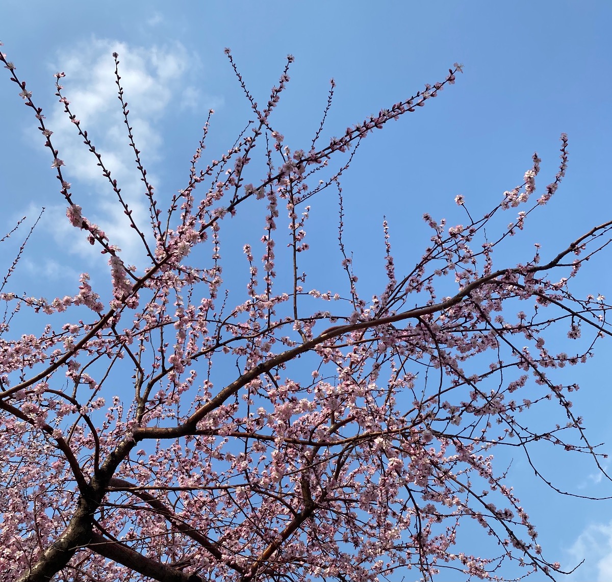 FA4A6D04-39A7-48EC-BDAF-FFC039F194FF.jpeg