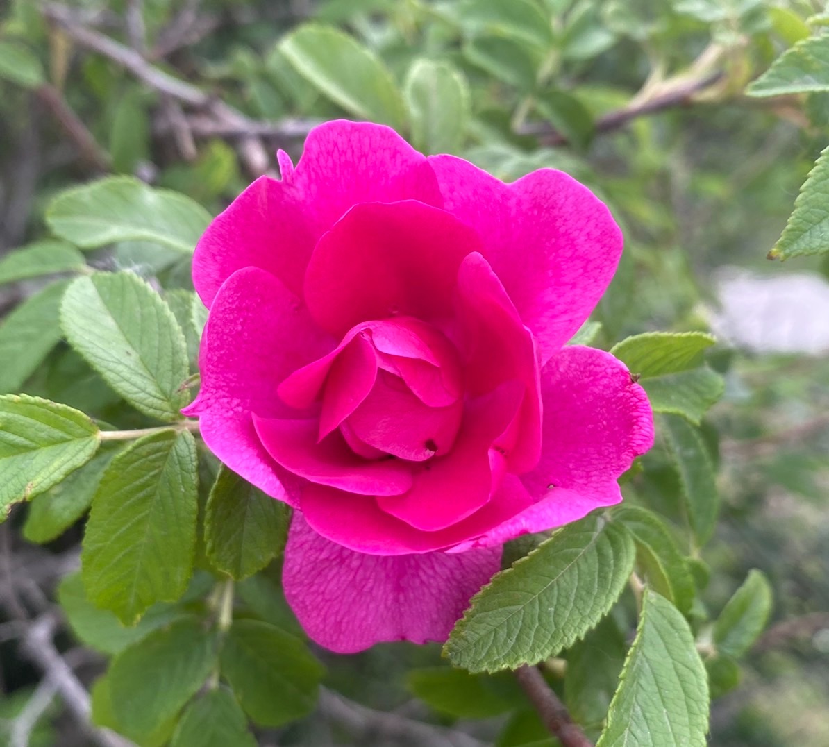 6396626D-BD7F-4150-8529-B9435B3B6F6B.jpeg