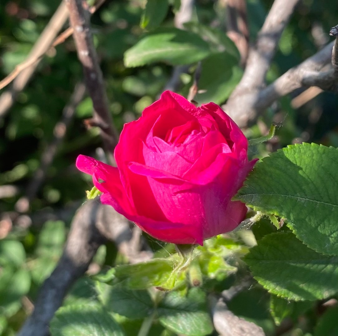 060E104E-ED23-45EA-B747-54951182E438.jpeg