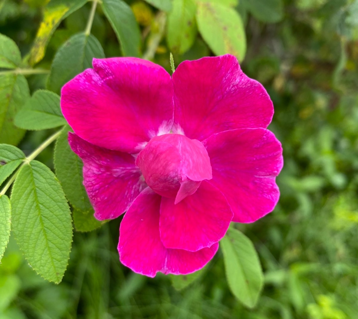 B37E5DC3-D3C0-4CB3-B3B0-864974F7C083.jpeg