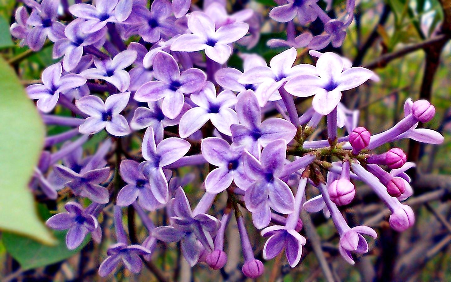 丁香花.jpg