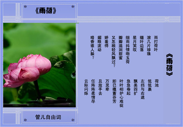 7雨荷.jpg
