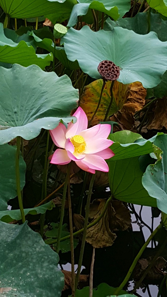 20180831_091531.jpg
