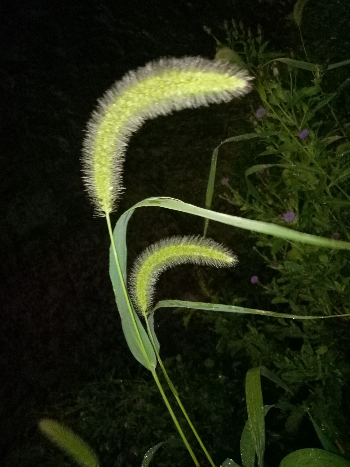 IMG20180813191509.jpg