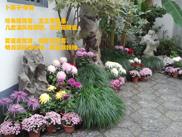 菊花.png