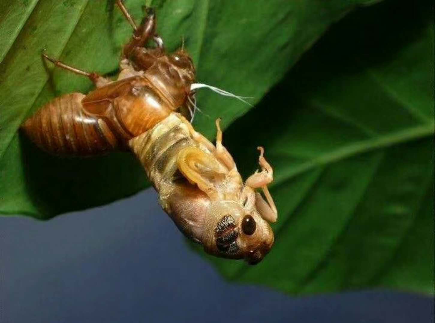 蝉1.jpg