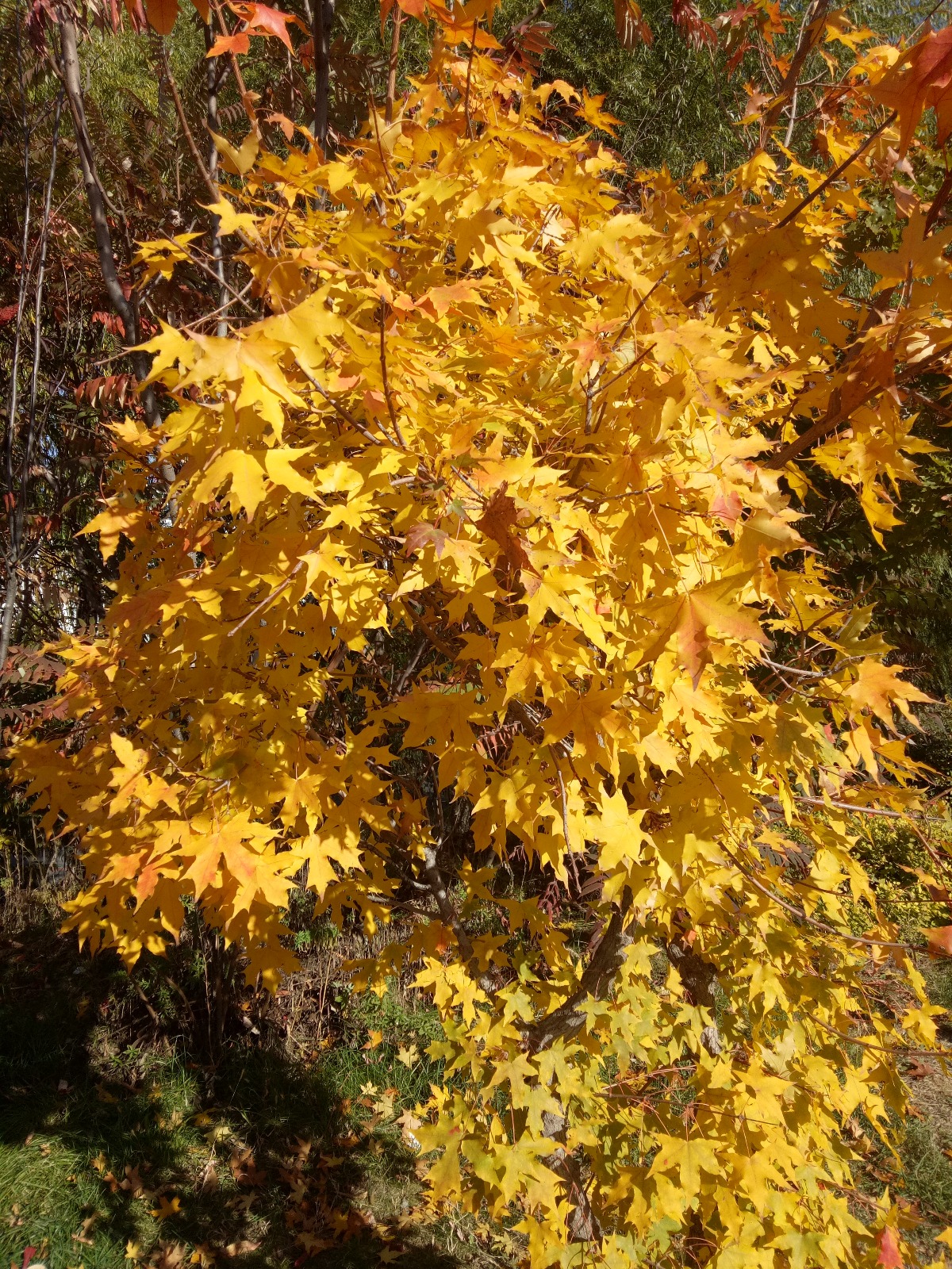 IMG20181015134842.jpg
