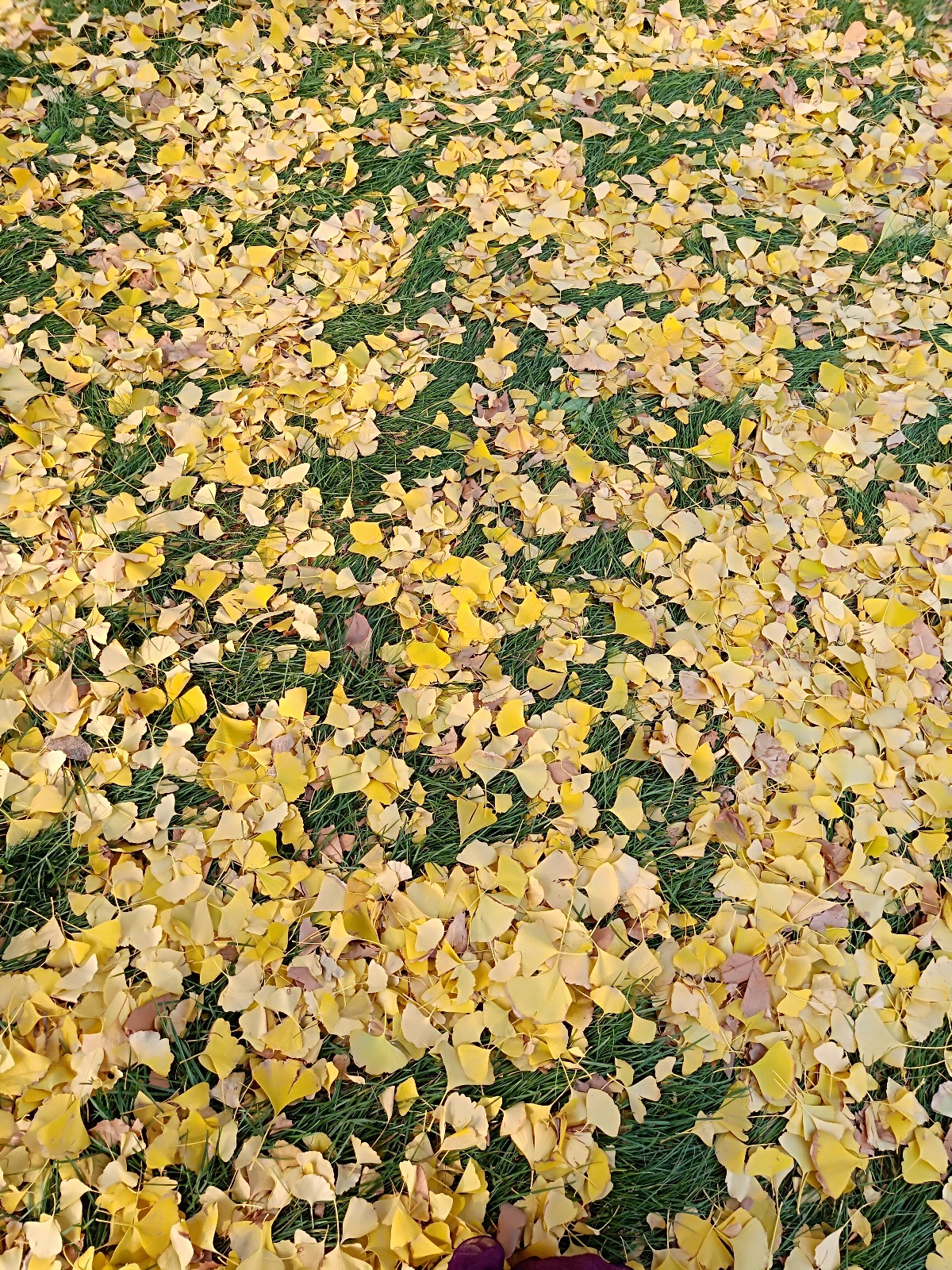 IMG20181113134622.jpg