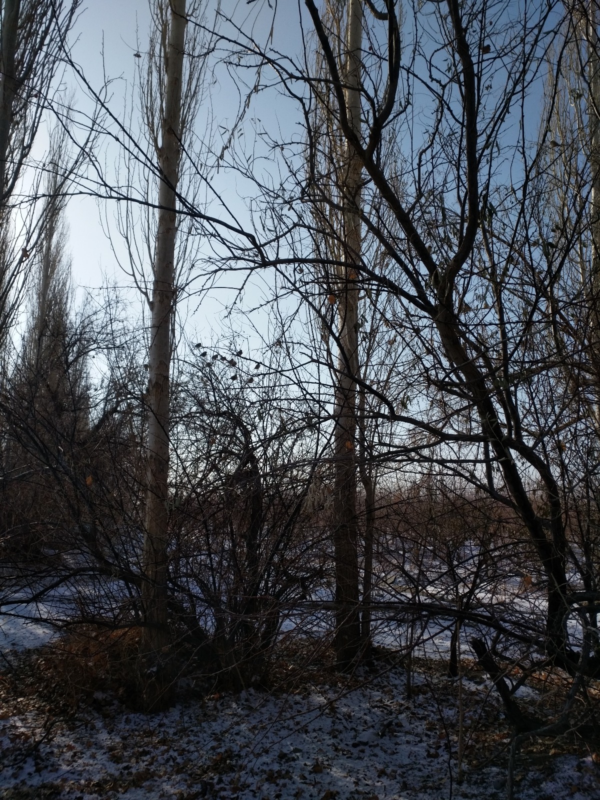 IMG_20181220_132029.jpg