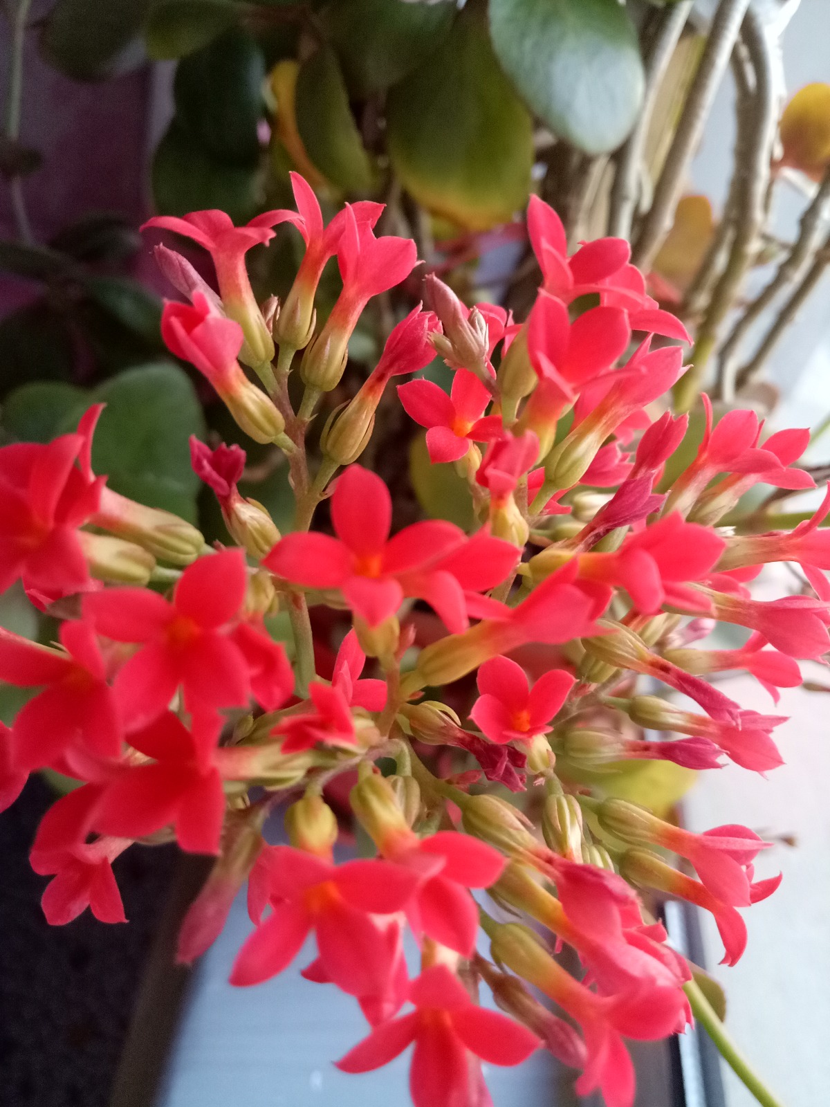 IMG20190107072033.jpg