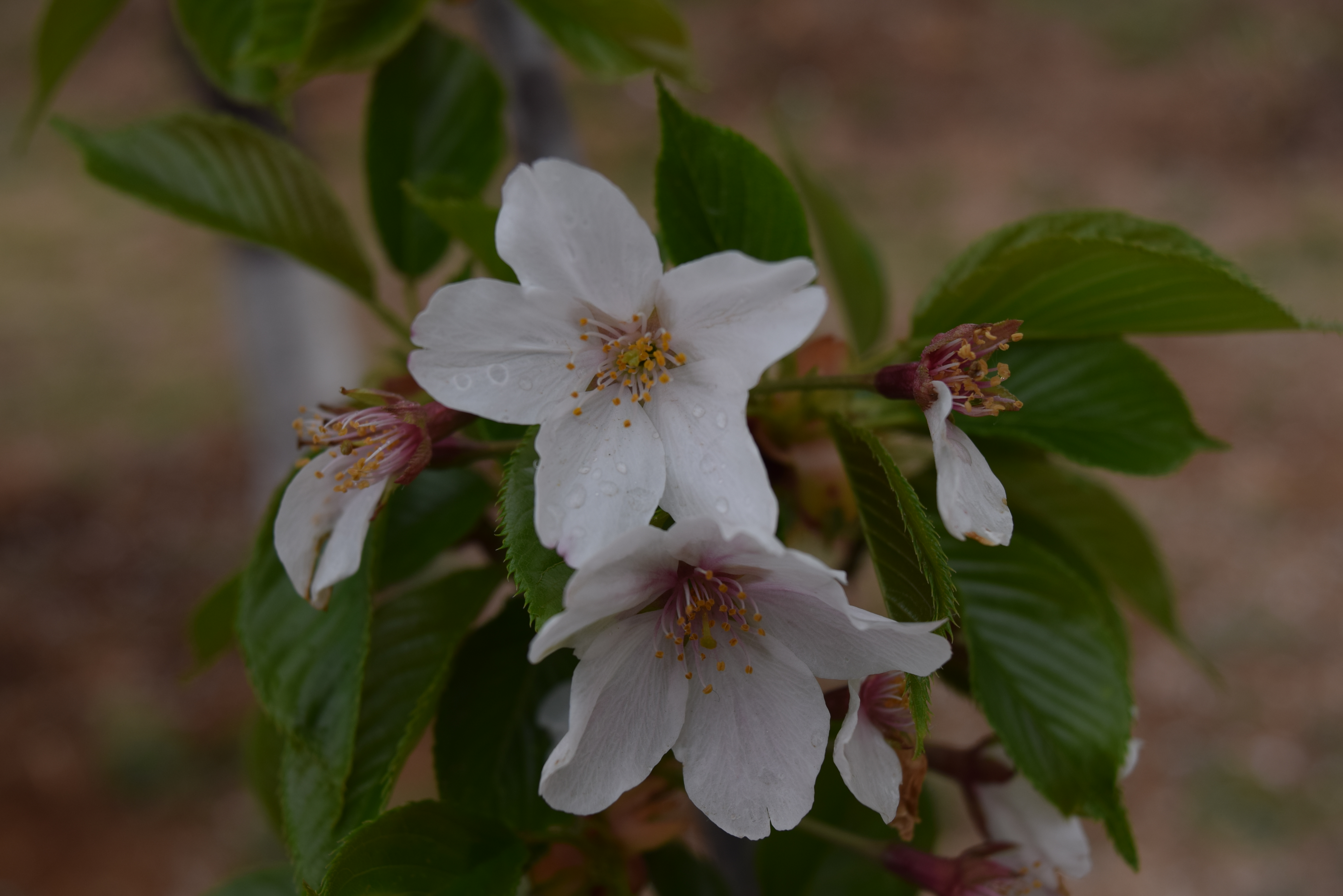 DSC_0330.jpg