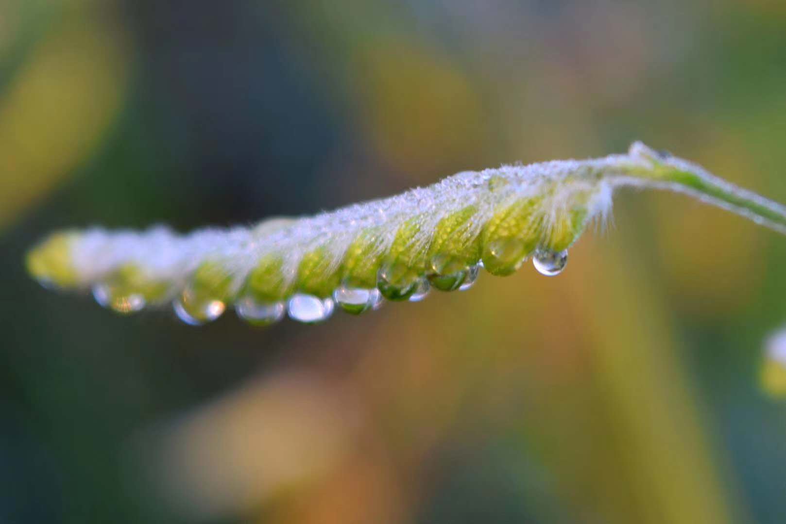 草.jpg