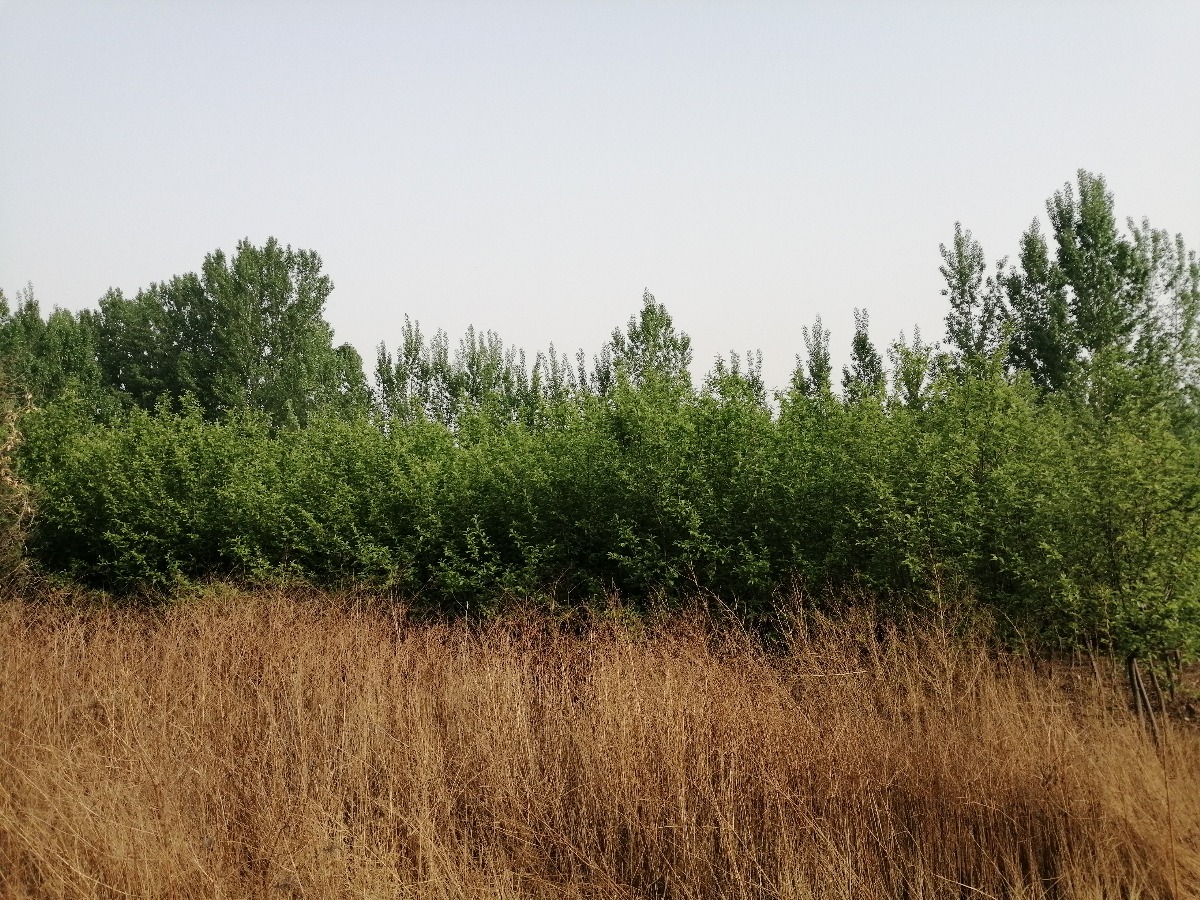 IMG_20190421_074556.jpg