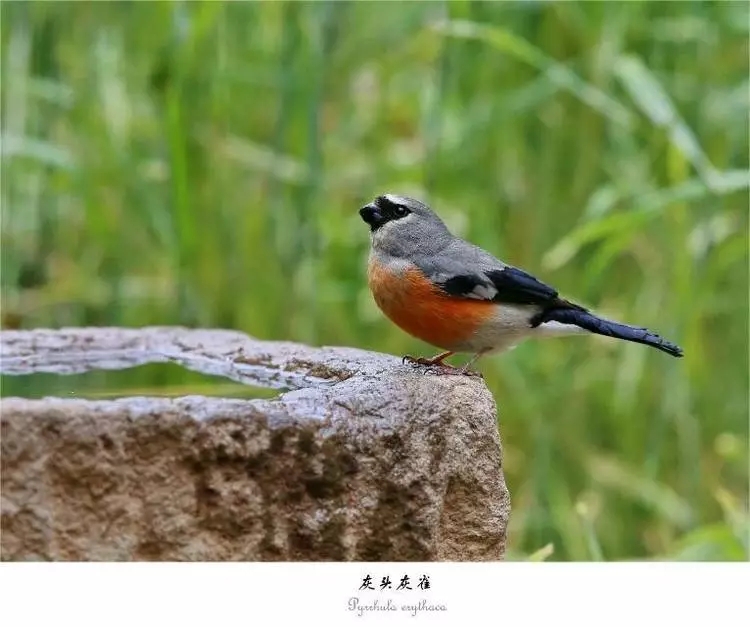 灰头灰雀.webp.jpg