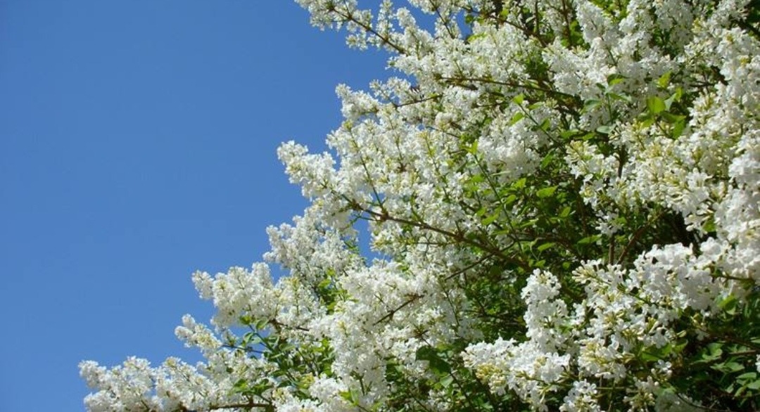 IMG_20190507_090917.jpg