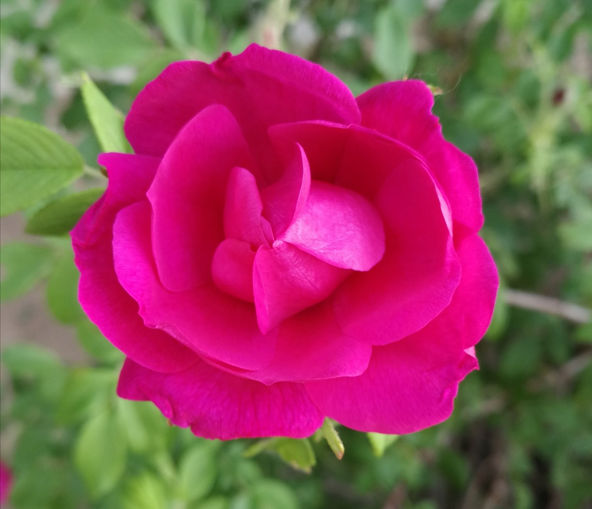 IMG_20190525_054807.jpg