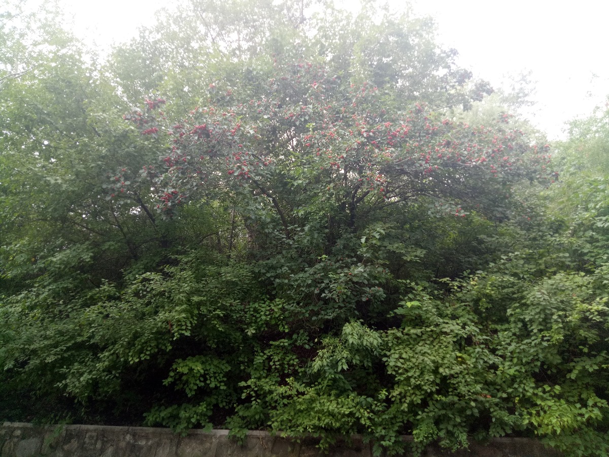 IMG20190807083851.jpg