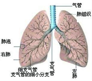张肺.jpg