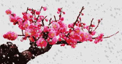 梅花03.gif