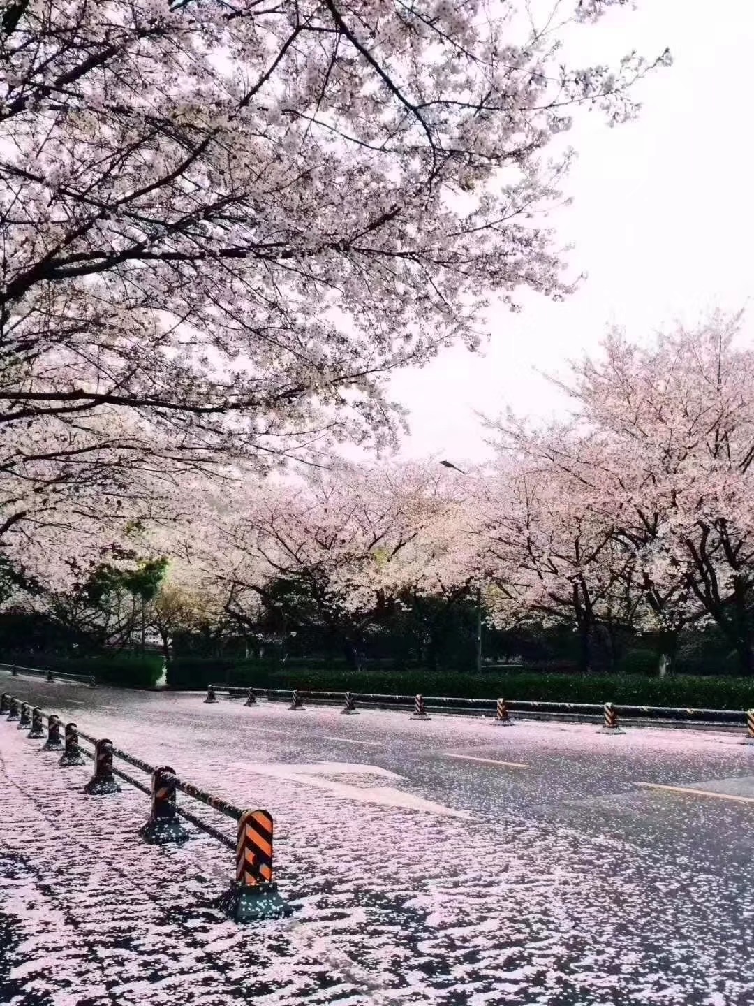03E78987-A692-4634-991C-D0C867636270.jpeg