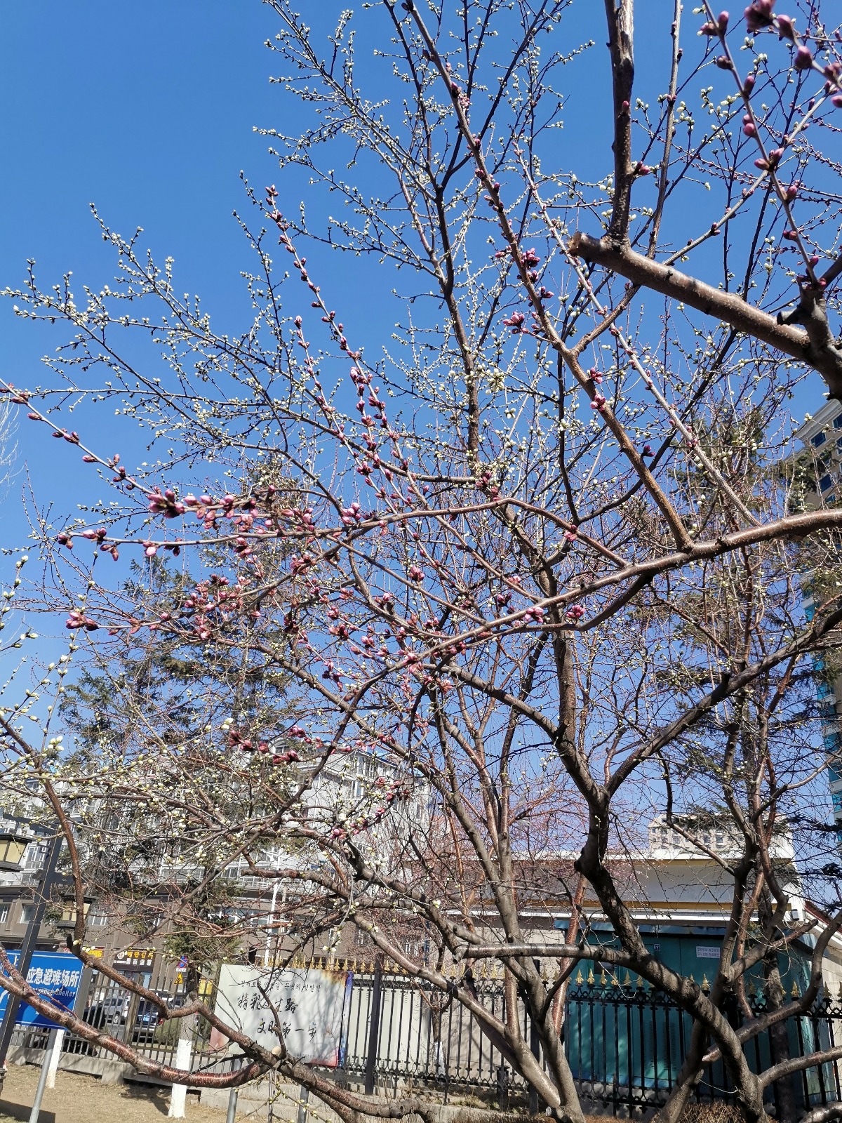 IMG_20200413_084402.jpg