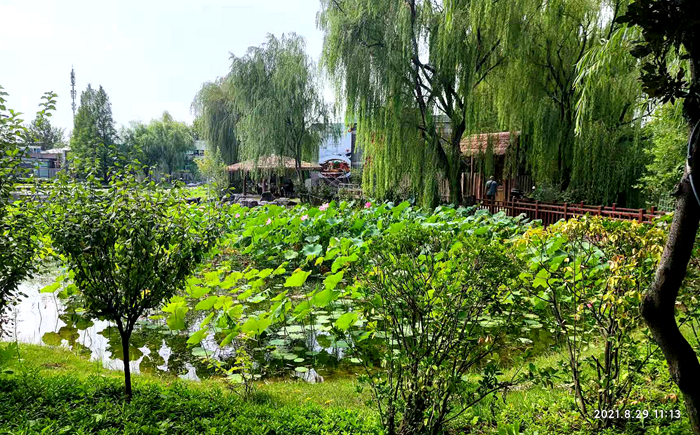 210902-秋荷.jpg